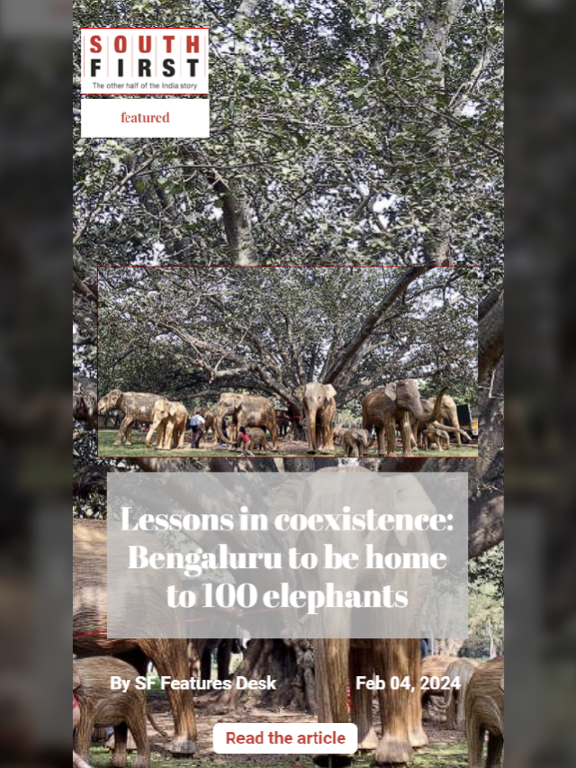 Lessons in coexistence: Bengaluru to be home to 100 elephants
