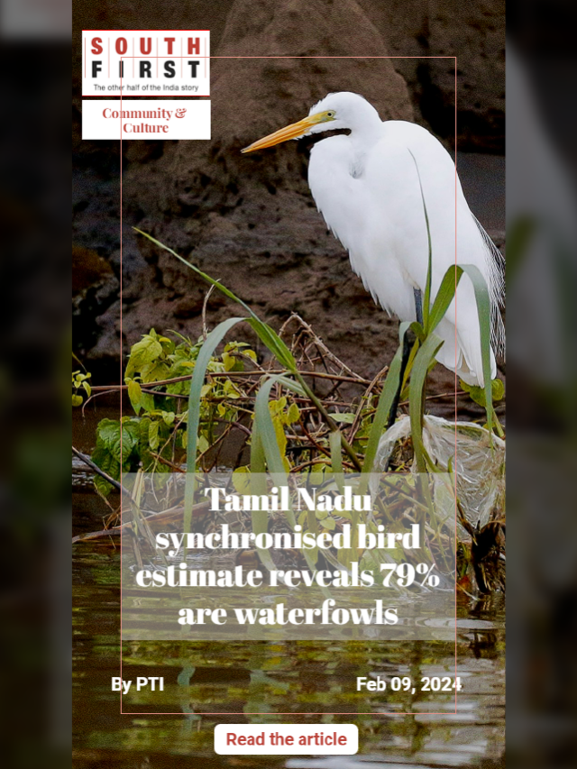 Tamil Nadu synchronised bird estimate reveals 79% are waterfowls