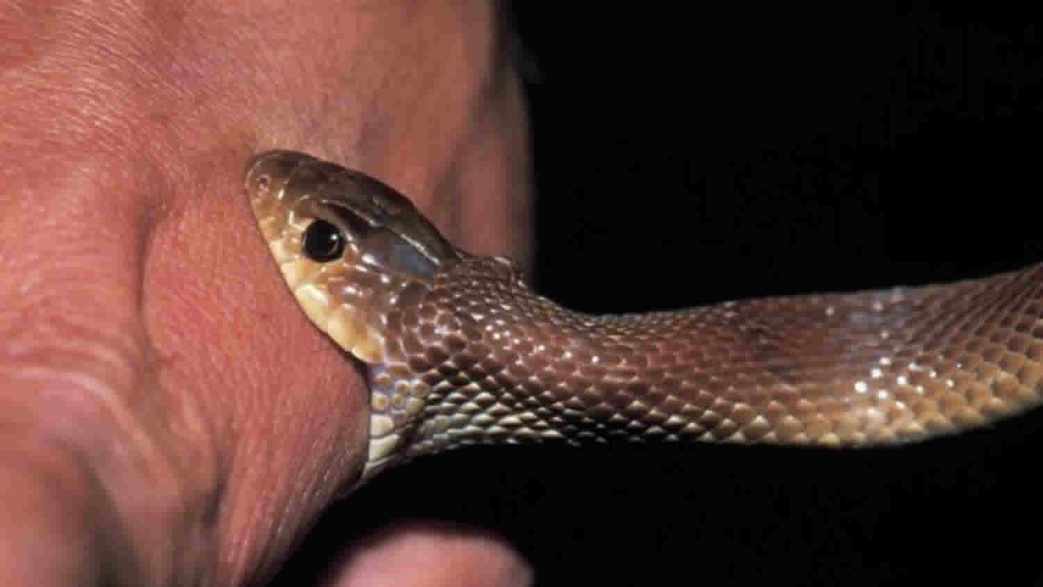 IISc scientists develop synthetic antibody that can neutralise deadly snakebite toxin