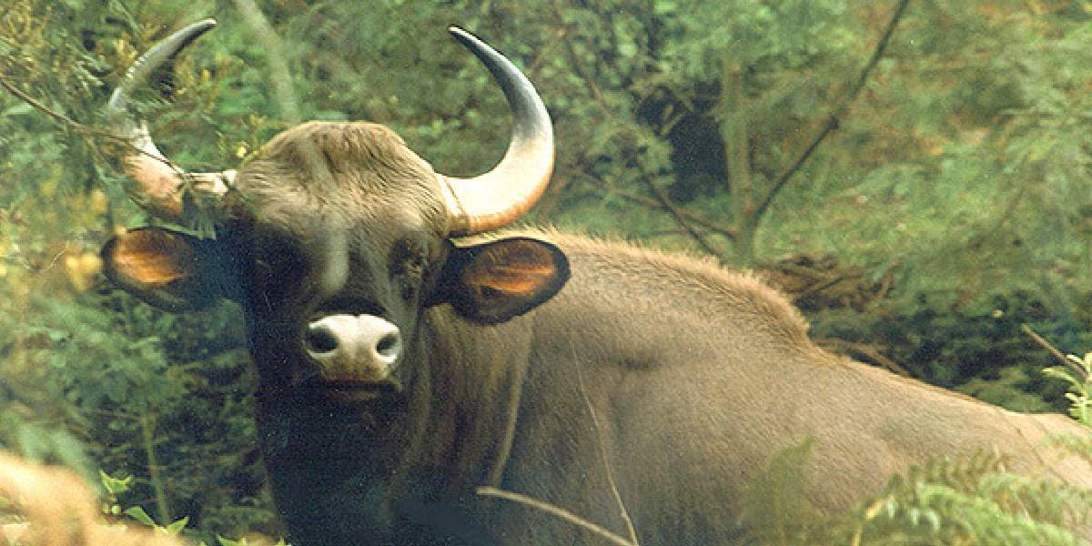 An Indian gaur — bison — attacked Abraham, a 70-year-old farmer, at his farm in Kakkayam area of Kozhikode district around 3 pm. (Representational pic/Kerala Tourism)