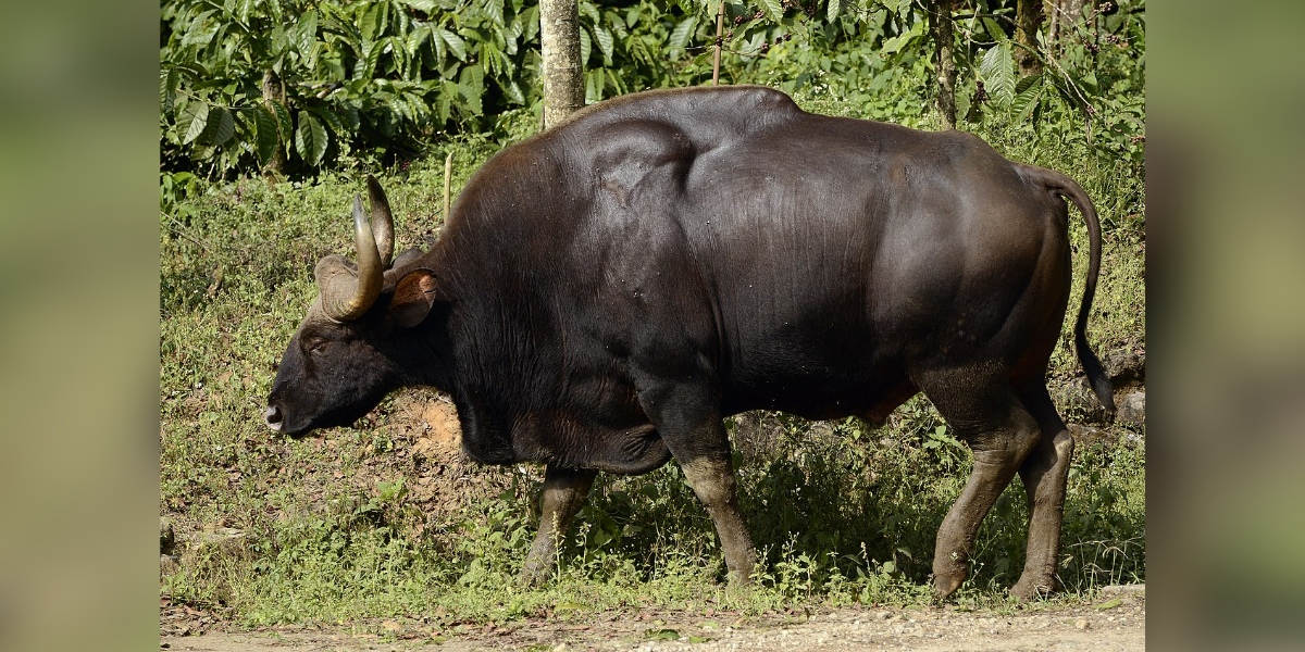 Indian bison. (Wikimedia)