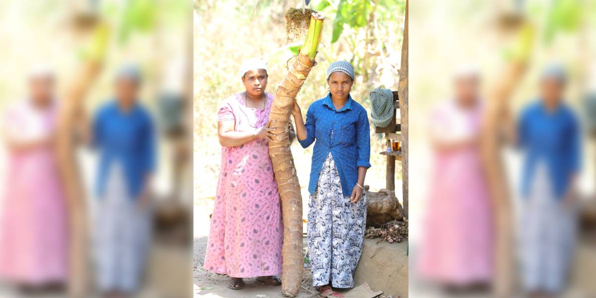 The Noorang team has so far cultivated 180 varieties of tubers in the 75 cents allotted for farming at the Irumbupalam tribal hamlet in Wayand's Begur. (Sourced)