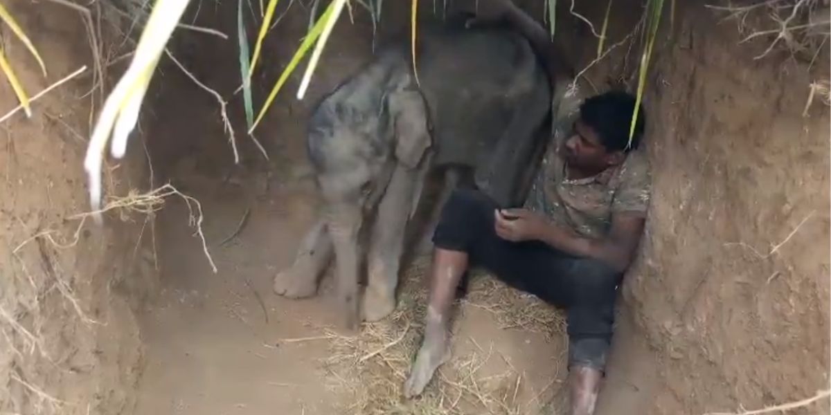 The elephant calf with a caretaker