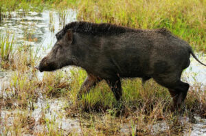 The woman fell into the well after she was chased by a wild boar. She was rescued after 20 hours. (Representational pic/iStock)