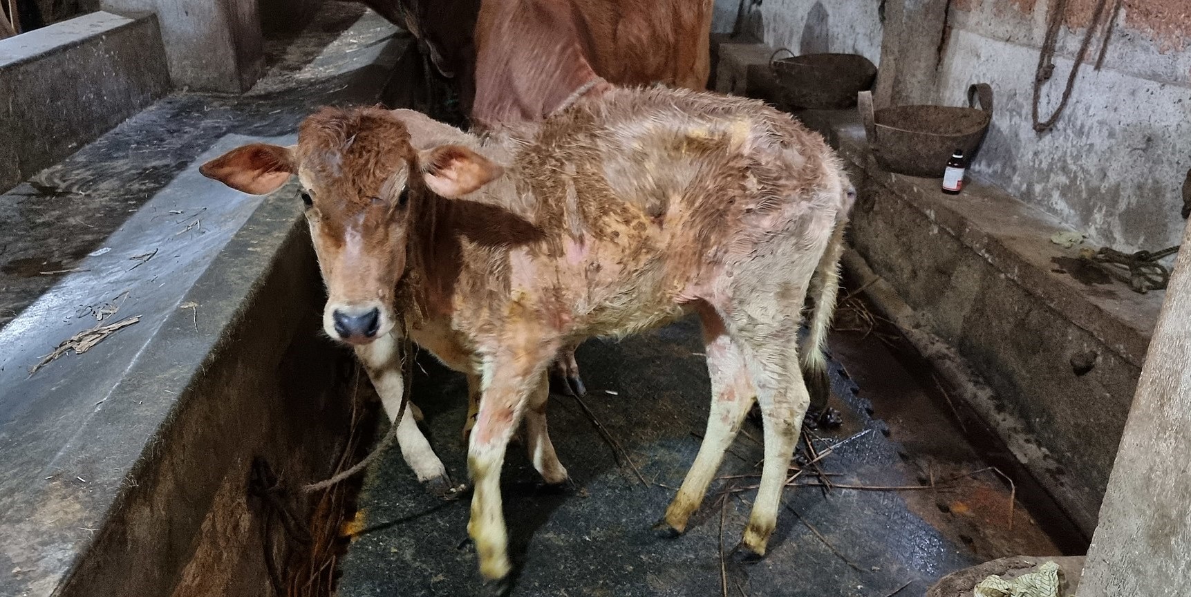 A calf affected with Lumpy Skin Disease. (Creative Commons)