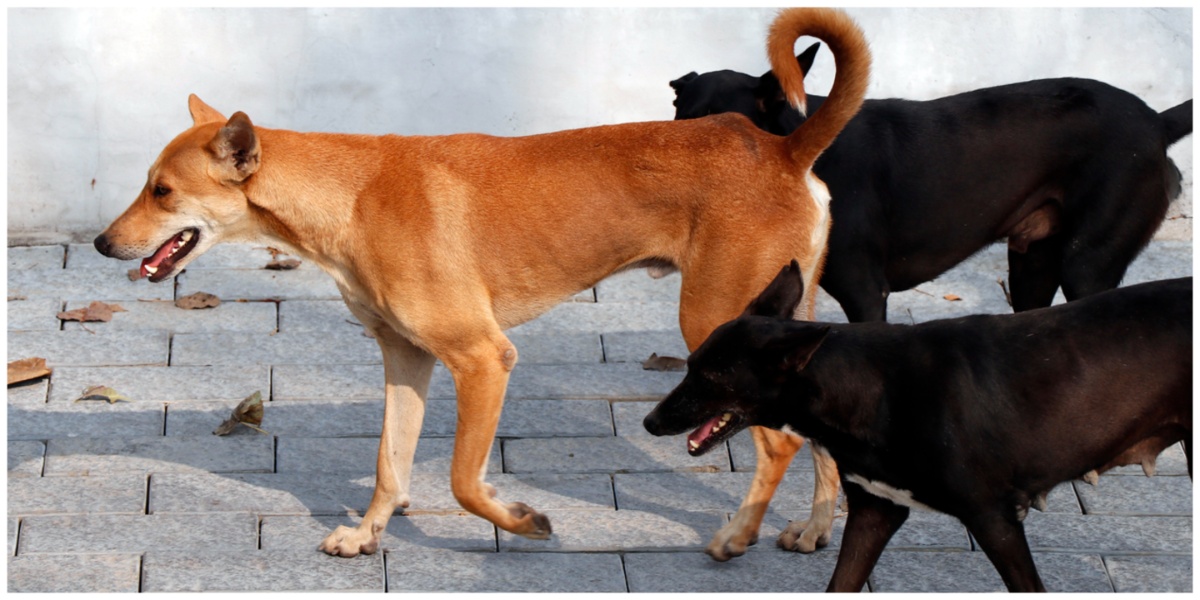 Stray dogs (Representational image)- iStock