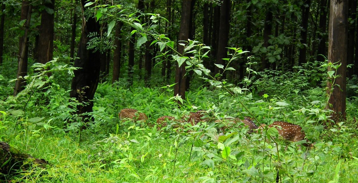 Nagarhole forests