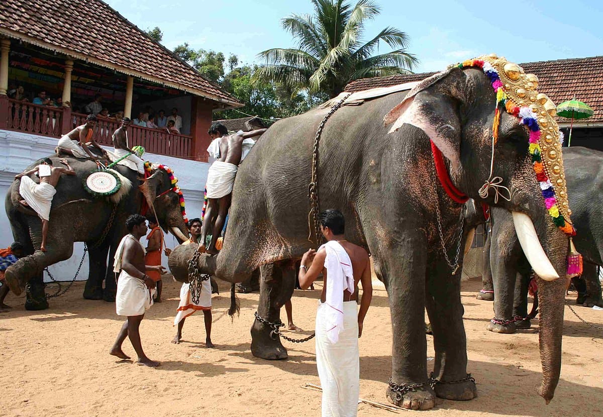 The captive elephant population of 702 in December 2010, was reduced to 410 in December 2023. (Representational pic/Wikimedia Commons)