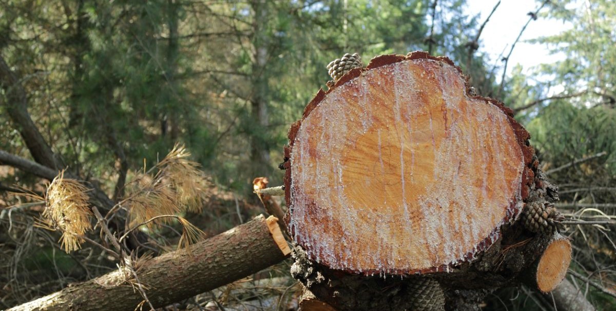 Tree felling case