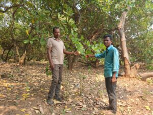 Himaraka Apparao and Palaka Nookaraju, cashew farmers in Kurupam. (South First)