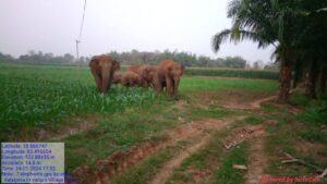 A herd of elephants in the village. (Supplied)
