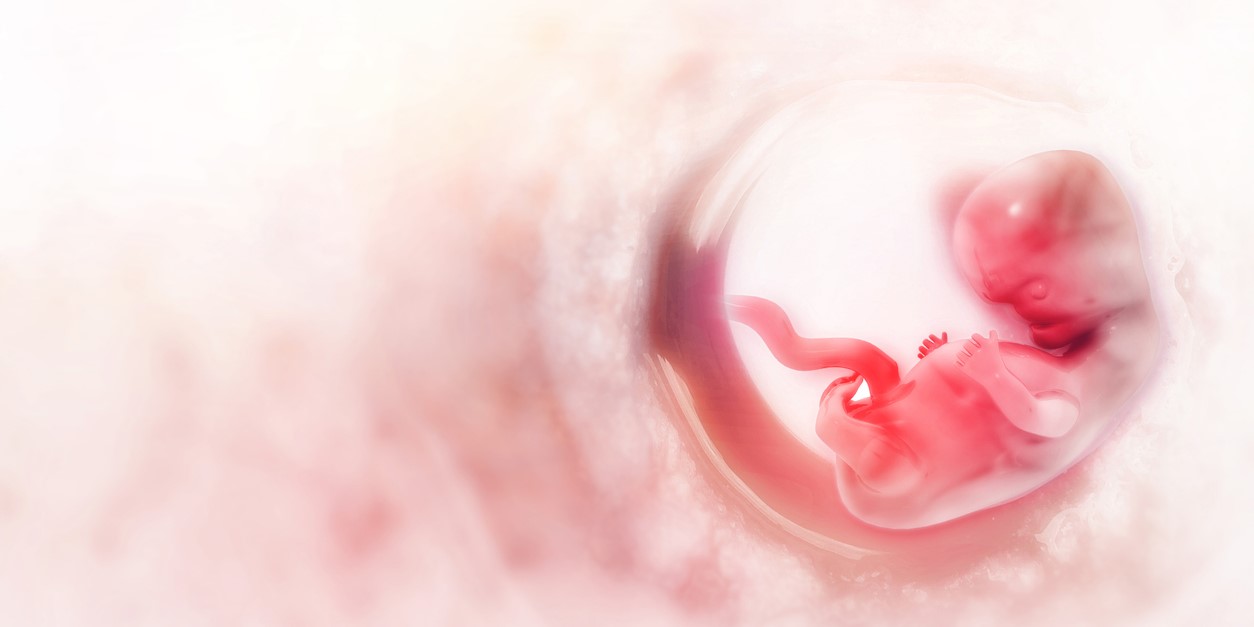 Human foetus. (iStock)