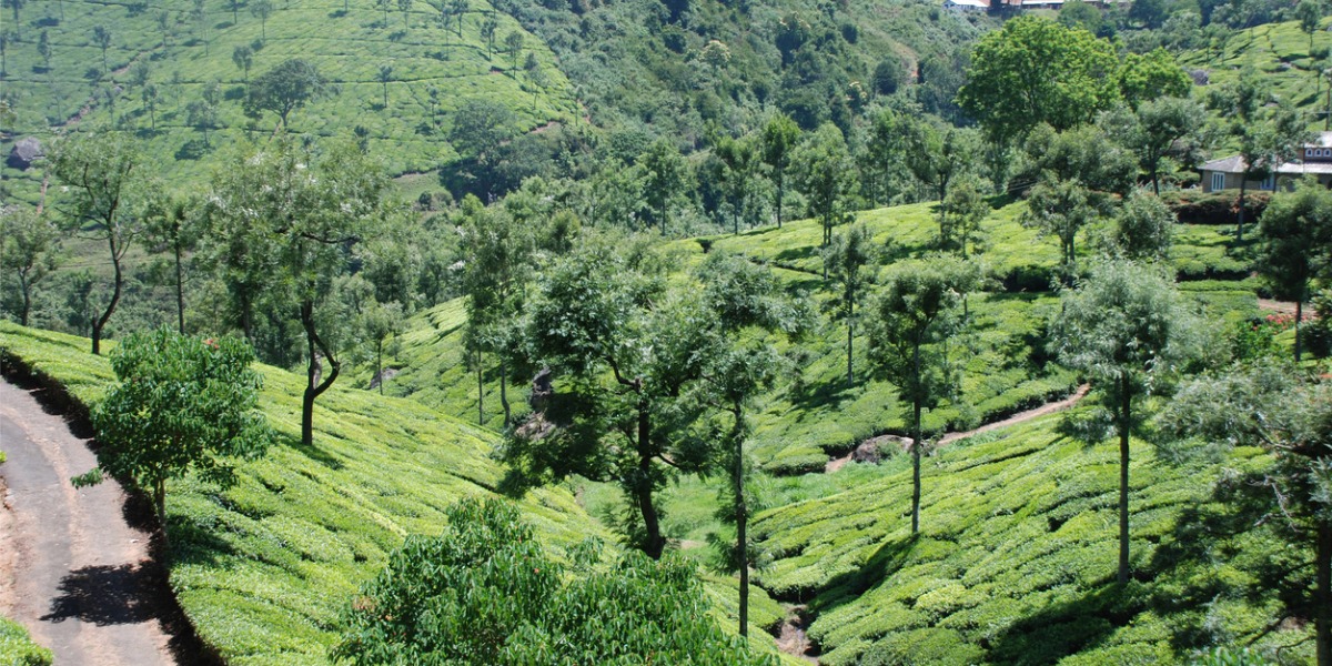 Tea gardens at Nilgiris, Tamil Nadu (iStock)