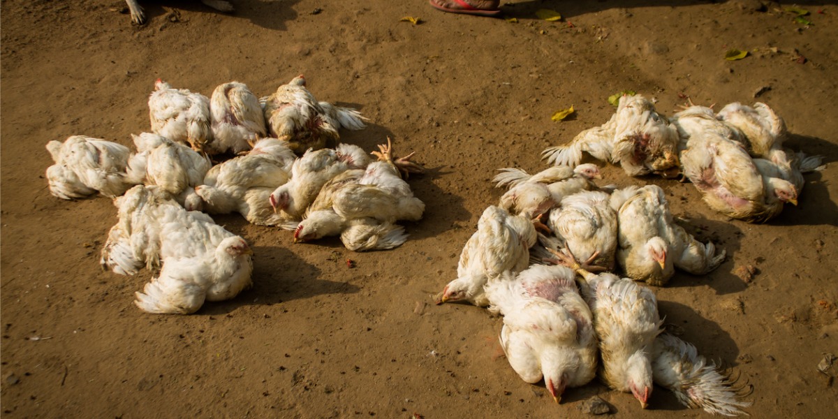 Chickens- Avian flu (iStock)