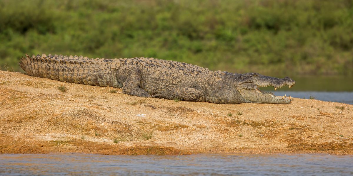 Crocodiles kill Karnataka boy after mother throws him into river