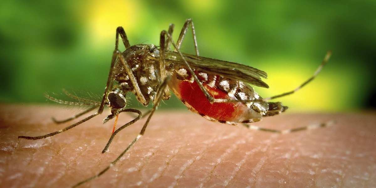 What is West Nile Fever which has caused a death in Kerala?