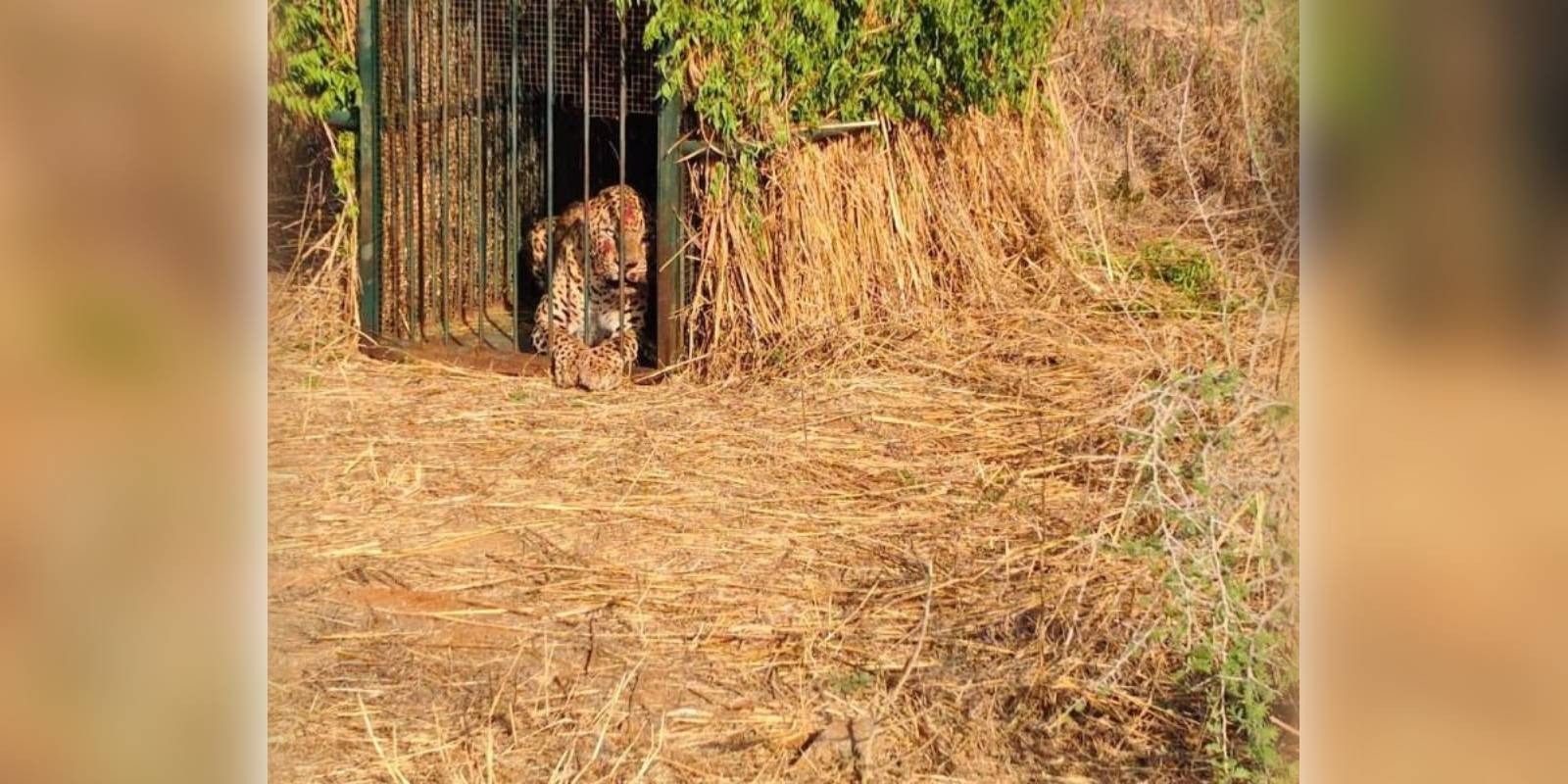 Male adult Leopard captured from Hyderabad airport
